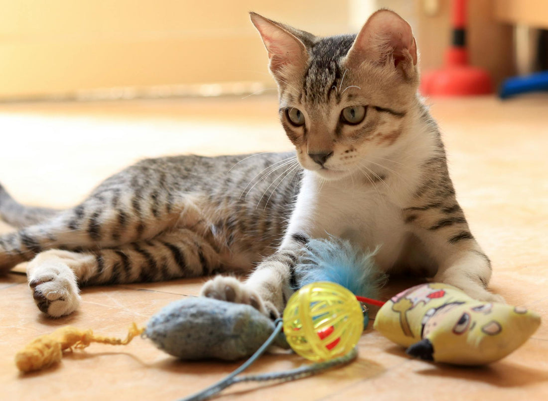 Discover the Purrfect Environment: Essential Cat Supplies for Happy Pets