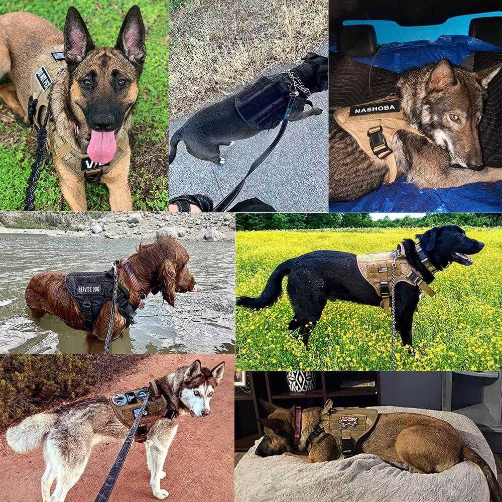 Padded Dog Harness And Leash Set For Training Walking